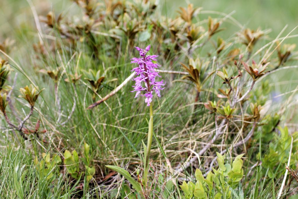 Orchis mascula ssp. speciosa?